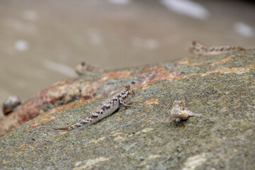 Mudskipper fish on rock fish that can stay on land 