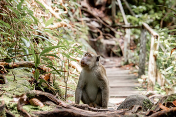 macaque monkey sitting on the path looking up