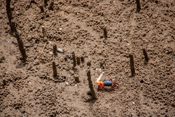 crab during the ebb tides