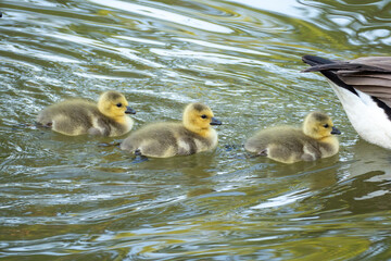 Kanadagans Küken schwimmen in einer Reihe auf dem See
