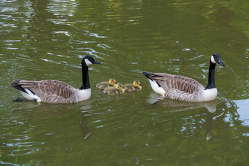 Obraz premium Kanadagans Pärchen mit jungen Küken schwimmen in einer Reihe auf dem See 