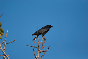 American Crow in tree perch
