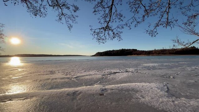 Winter landscape horizon. Alder tree. Sun and ice on the Swedish lake Malaren or M&auml;laren. Stockholm, Sweden, Scandinavia, Europe.