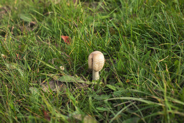 Mushrooms growing on the green meadow in autumn.