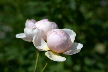 イングリッシュ・ヘリテージ　バラの花