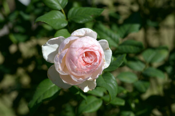 イングリッシュ・ヘリテージ　バラの花
