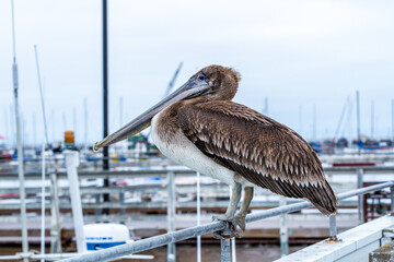 Pelican In Monterey California