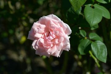 クイーンエリザベス　バラの花