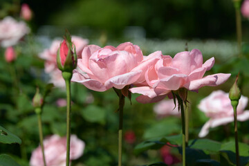 クイーンエリザベス　バラの花