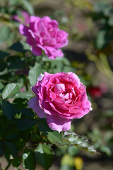 シェエラザード　バラの花