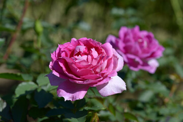 シェエラザード　バラの花