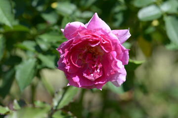 シェエラザード　バラの花