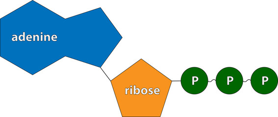 Adenosine triphosphate (ATP)	