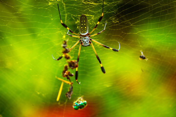 Golden Silk Orb Weaver Spider  Costa Rica Monteverde