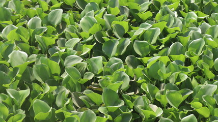 close up of leaves