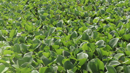 corn field in spring