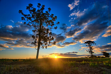 Pôr do Sol entre nuvens e a árvore Araucária, também conhecido como Pinheiro do Paraná. Brasil.