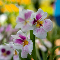 Fototapeta premium Orquideas