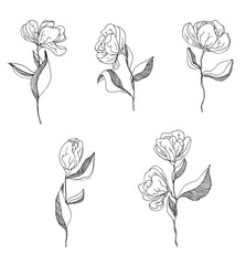 Black and white sketch of big flowers set - hand drawn blossom isolated on white background
