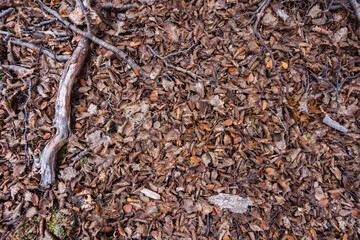 Hojas de otoño. Textura