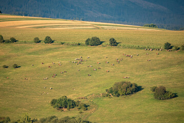 landscape with cows in the field