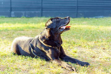 Black pet dog Labrador Retriever lies with his tongue out on green grass against backdrop of building in sun rays