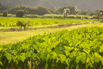 Hanalei Valley's Lush Green Taro Fields