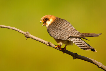 Kobczyk (Falco vespertinus)