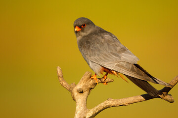 Kobczyk (Falco vespertinus)