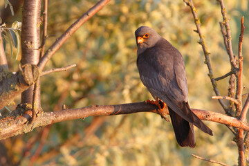 Kobczyk (Falco vespertinus)