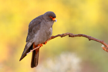 Kobczyk (Falco vespertinus)