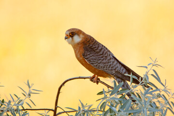 Kobczyk (Falco vespertinus)