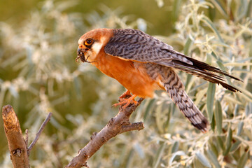 Kobczyk (Falco vespertinus)