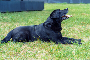 Black pet dog Labrador Retriever lies with his tongue out on green grass against backdrop of building and looks up