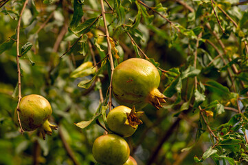 Young pomegranate fruits (Malum granatum) on its tree branch