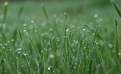 Fototapeta na wymiar small drops of dew on bright green grass
