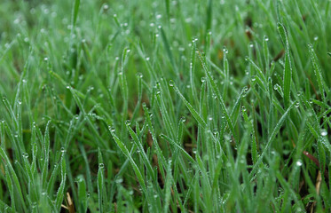 small drops of dew on bright green grass