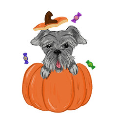 schnauzer in a pumpkin