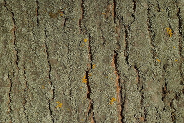 Gray green background from the dried bark of a large old tree