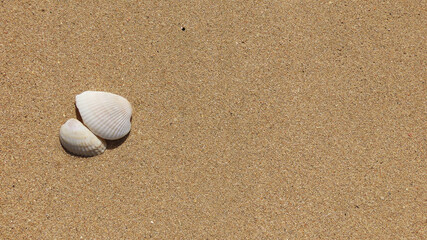 Fototapeta na wymiar Sand and Shells