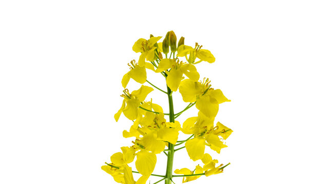 Canola isolated. Rapeseed plant, colza rapeseed for green energy