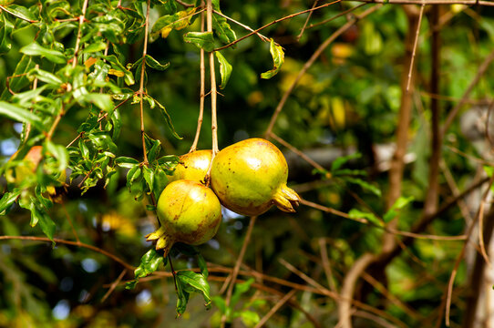 Young pomegranate fruits (Malum granatum) on its tree branch