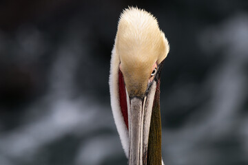 2022-10-14 FRONTAL PHOTOGRAPH OF A BROWN PELICAN WITH A ONE BRIGHT EYE AND A BLURRY BACKGROUND AT THE LA JOLLA COVE NEAR SAN DIEGO