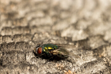 Green fly on a gray surface close-up