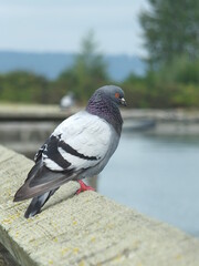 pigeon on the beach