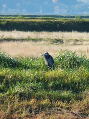heron in the field