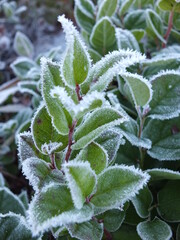 frost covered plant