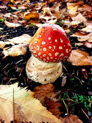 fly agaric mushroom
