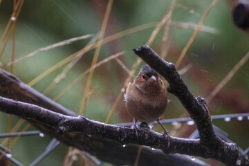 bird on a tree
