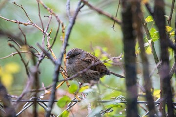 Bird on feeder